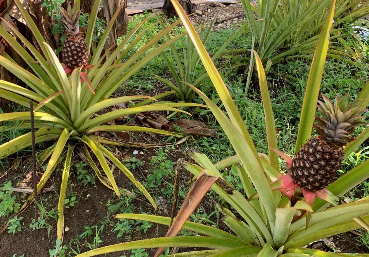 Oracabessa Green Queendom Farm And Lodging מראה חיצוני תמונה