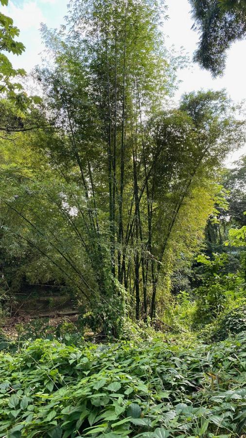 Oracabessa Green Queendom Farm And Lodging מראה חיצוני תמונה