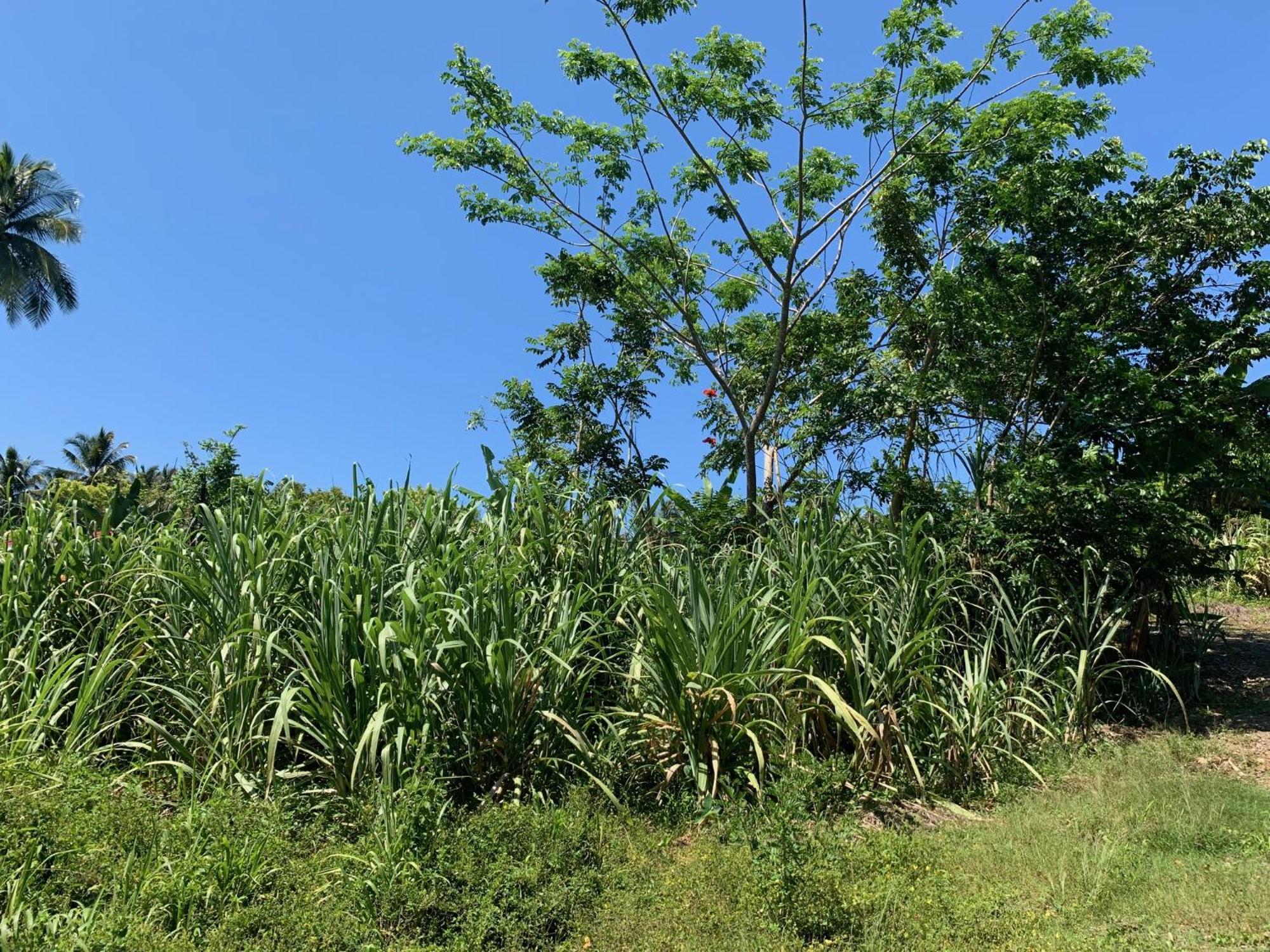 Oracabessa Green Queendom Farm And Lodging מראה חיצוני תמונה